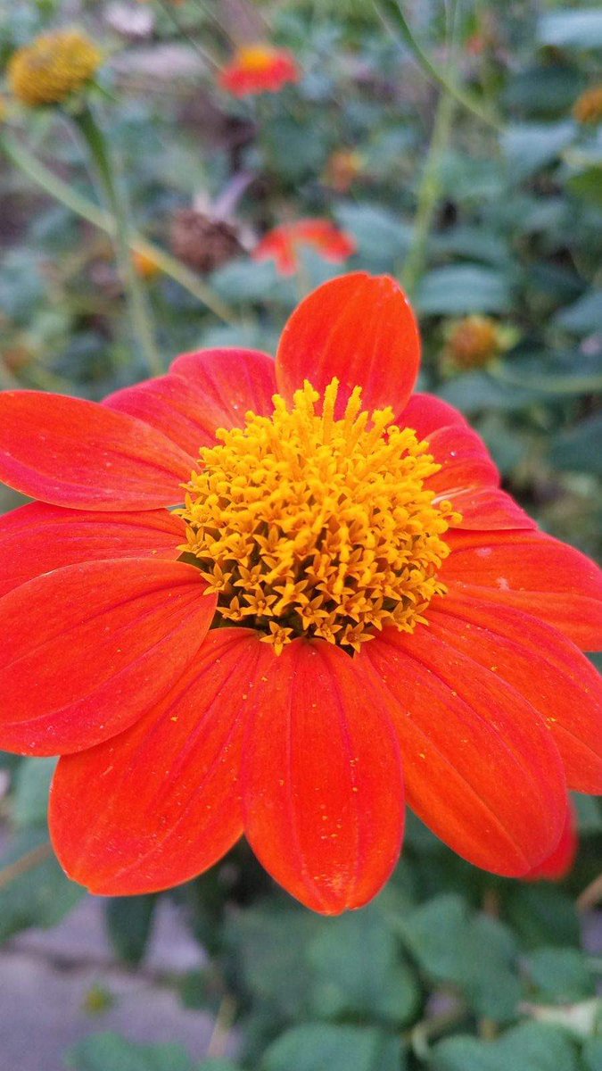The beauty of last year’s kindergarteners planting zinnias! #WeAreBTWE #spsk12proud <a href="/ChanelBryant4/">Chanel Woods</a> <a href="/BernetteBrock/">Brock24</a> <a href="/k_nierman/">Kimberly Nierman</a> @stacysammons3