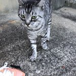Photo by 動物愛護教育センター (@awec2014)