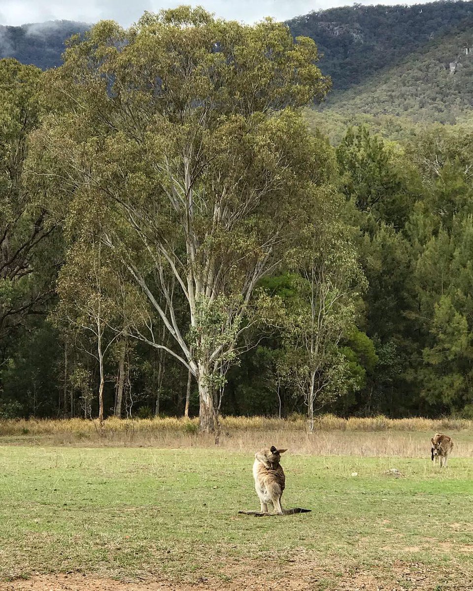 jwwhale's tweet photo. The stare-down.... I win! 👁👁
#kangaroo #mannriver #mannrivernaturereserve #fieldwork #diehard #diehardnsw #nature #oznature #ozwildlife https://t.co/62UsgesH3n