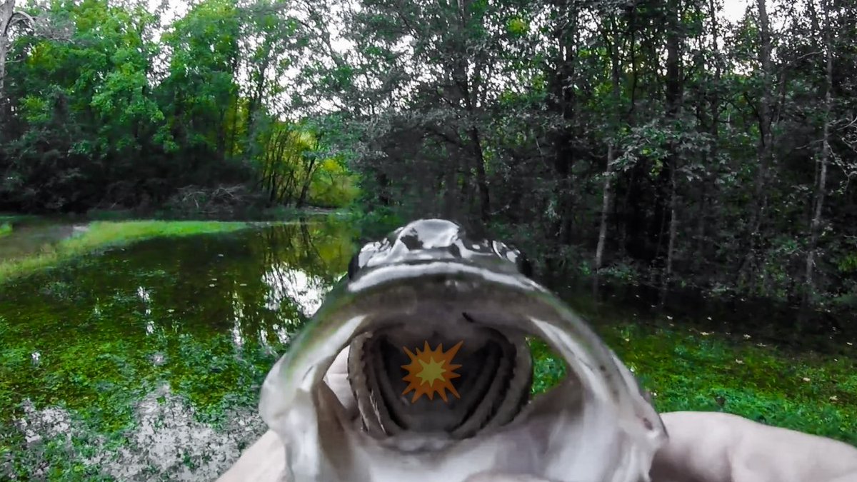 BanksFishing's tweet photo. @ZombieBaitsUS #Killshot 
@desert_angler
@BHOAdventures @DwayneMcguire3
@yamamotobait @girlskickinbass
@basspatrol13 
@Yamamoto did the trick!
💥Fishing Flood Water! 👇

https://t.co/XetkdvLHJM https://t.co/8trUABkFxU