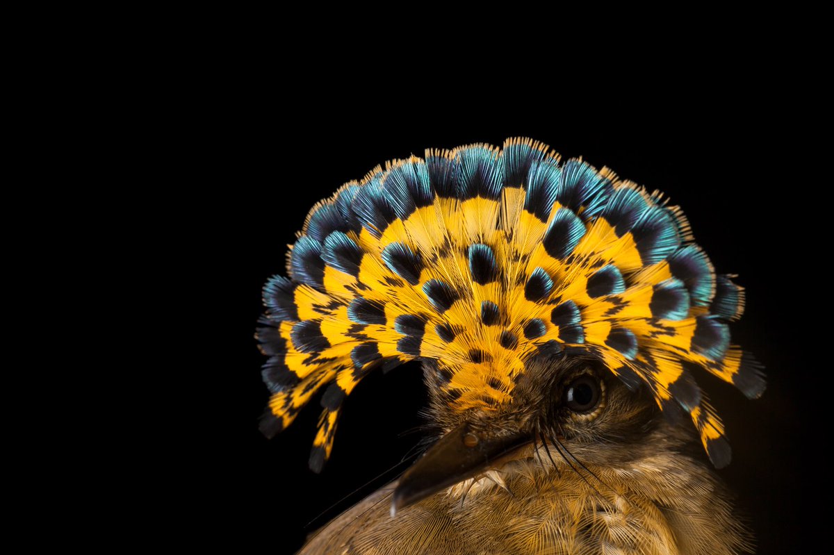 GourmetScience's tweet photo. The Empress of the Rainforest, #Queen Royal Flycatcher. I was investigating about their current life cycle, to work out the time frame for the breeding season. This Female was such a stunner. #yearofthebird #Panama https://t.co/apJbKBq6uW