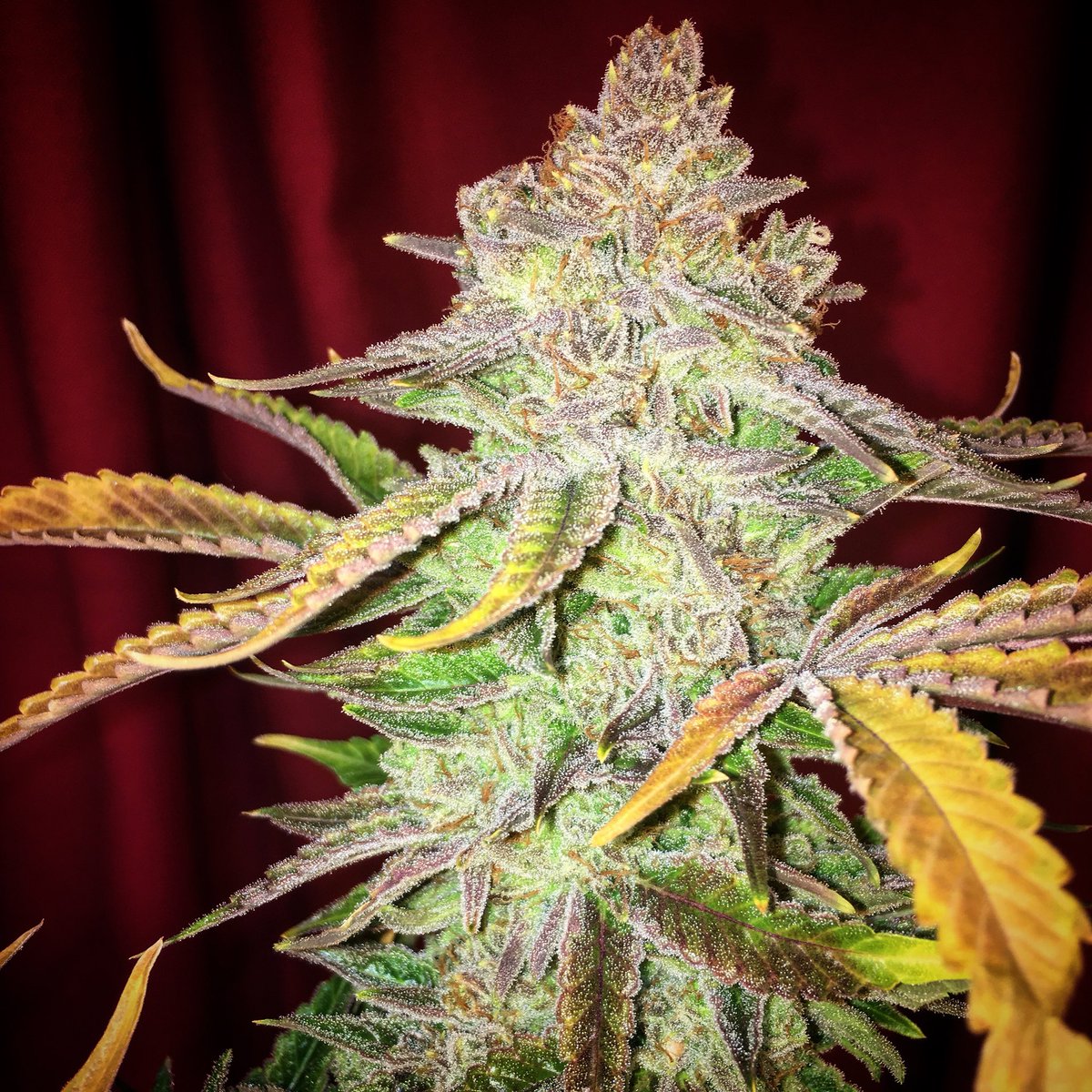 CaliSources's tweet image. #ivorysage bred by #ReeferCityFarms exclusively distributed by #CaliSources so funky with the size to match! 100% exotic with the 2 week flush #0ppm #clean #loud #exclusive #DTLA