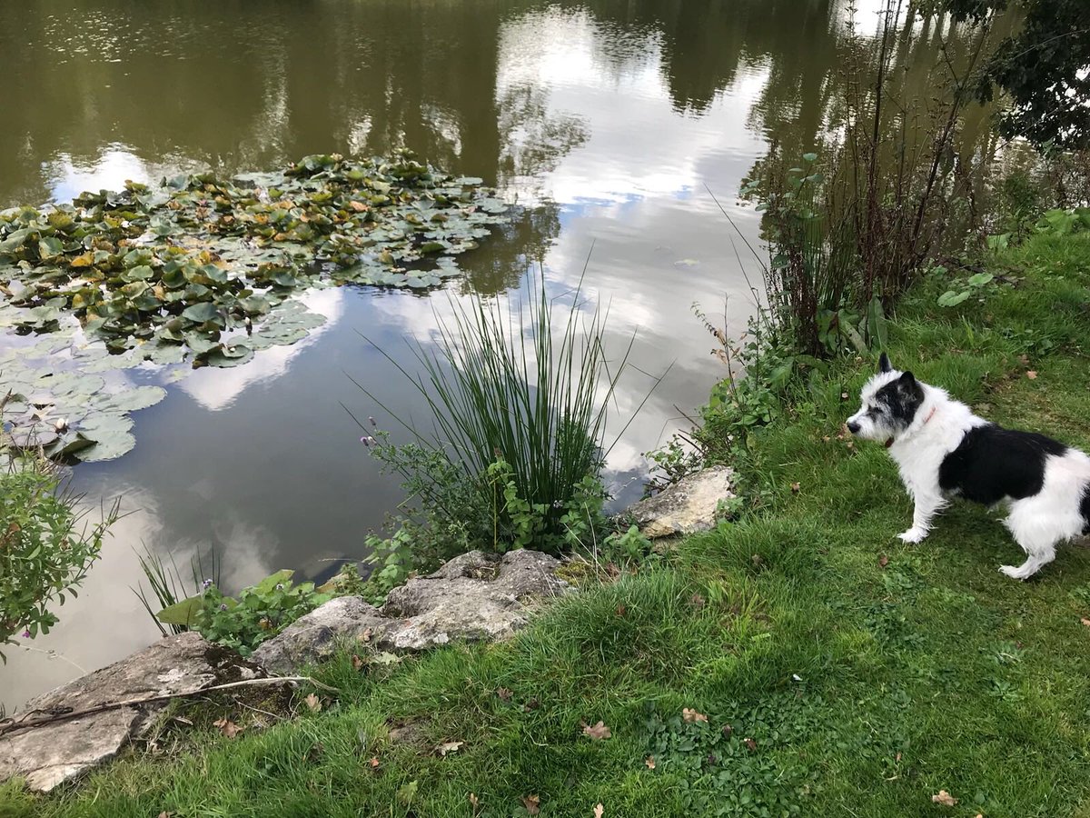 PuzzleEno's tweet photo. Can squirrels swim? And can I be a water lily too? https://t.co/hM9LxCjy0x