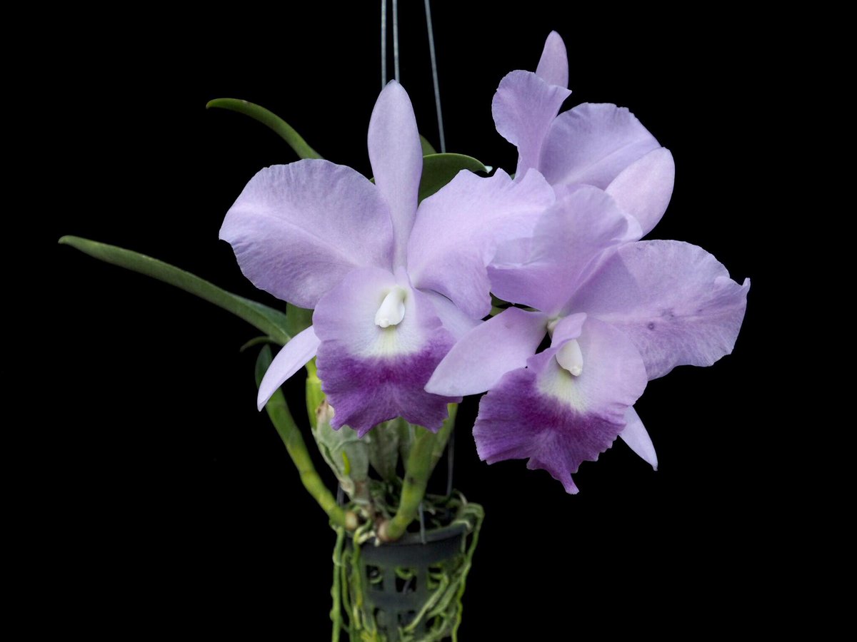 Here's Ctt. Fitz Eugene Dixon to welcome the new month! Cheers to #October.