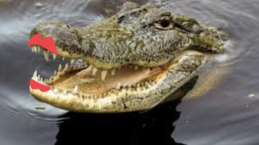 abbiehibsch's tweet photo. If crocodiles wore lipstick would it look like the first or second picture https://t.co/RtF86hZU4D