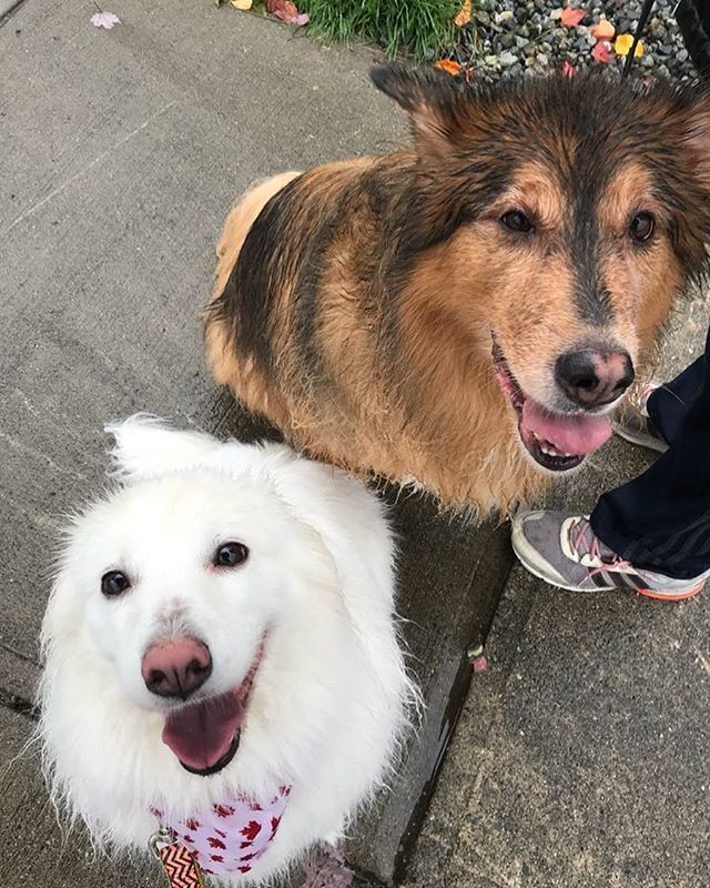 angesae's tweet photo. What rain? #yvrpets #vancouverrain #furbabies https://t.co/sn1l24IOAI https://t.co/MF5gcjlUY7