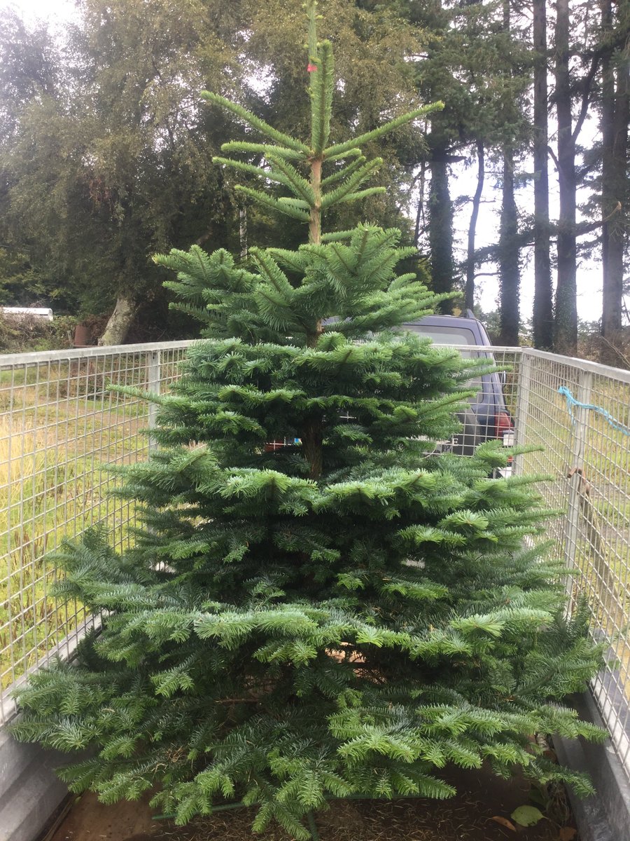 Irish Christmas trees (@TreesIrish) / Posts / X
