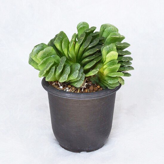 ライフ エコ Na Twitteru 多肉植物 限定 一点物 ハオルチア グリーン玉扇 約w14 H17cm T Co Czncsthuoc 観葉植物 多肉植物 ハオルチアグリーン玉扇 ハオルチア グリーン玉扇 レア植物 レア多肉 インテリアグリーン オニヅカ めずらしい植物