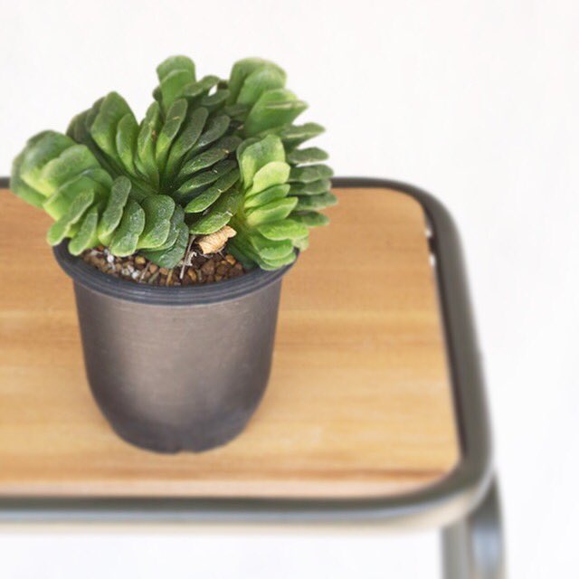 ライフ エコ Na Twitteru 多肉植物 限定 一点物 ハオルチア グリーン玉扇 約w14 H17cm T Co Czncsthuoc 観葉植物 多肉植物 ハオルチアグリーン玉扇 ハオルチア グリーン玉扇 レア植物 レア多肉 インテリアグリーン オニヅカ めずらしい植物
