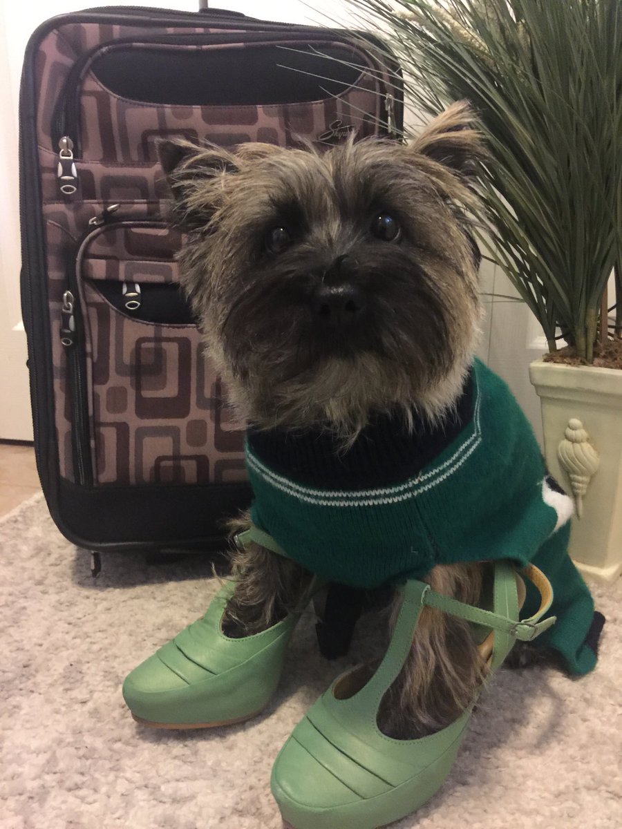 Suitcase ✅ Shoes ✅ Summit ready ✅ Pleeease take me with you! ⁦@DCClough_TD⁩ ⁦@AndrewP_TD⁩