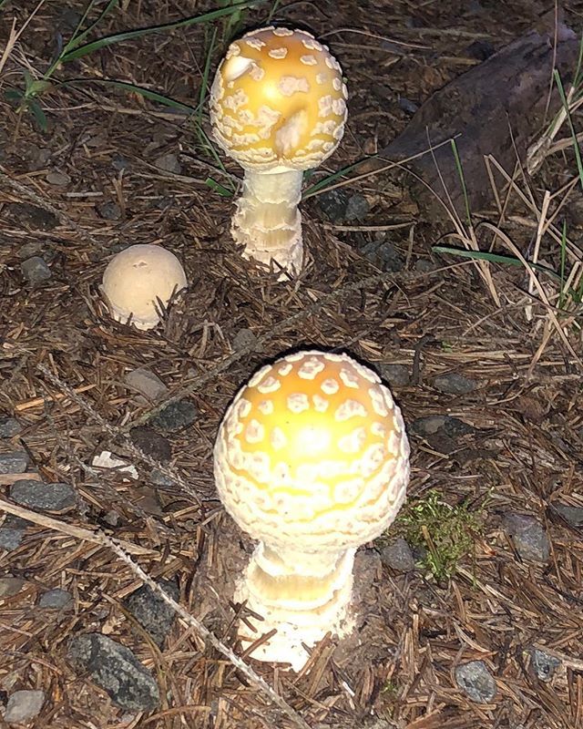 It rained a lot, and now I have a Real #smurfvillage right in my front yard! I keep on expecting to see Pappa Smurf, Grumpy. Lazy, Smurfette and all the others out here LOL #smurfs #smurfmushroom #milfordpa ift.tt/2OhVPkv