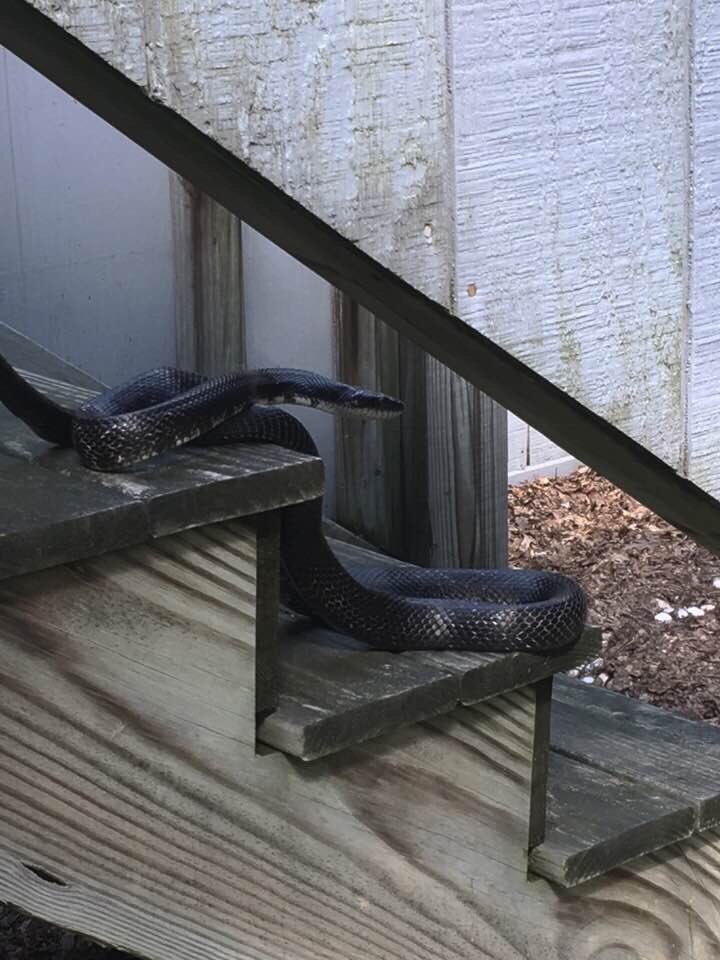 Max_pfbc's tweet photo. My son and his friends saw this awesome black snake on a camping trip. My little snake charmer didn’t grab ahold of this one.  He said it was too big! @fishandboat https://t.co/WguvUo4XoG