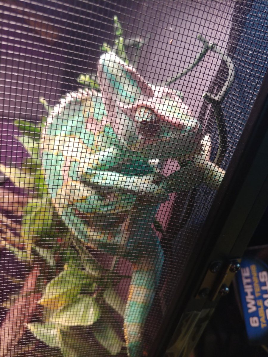 AlexandraTweed's tweet photo. Its been a while since ive been on any social media so I wanted to post a pic of my new guy! His name is waldo! https://t.co/DJTWZmeAx3