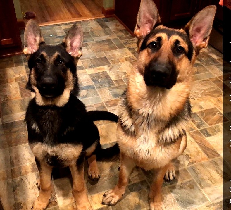 TheLuckyPupp's tweet photo. #LuckyPupp 's Chase &amp; Scooby living the #goodlife 🐾🐾 https://t.co/UCc3y15S0o