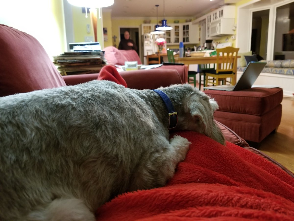 gage_toby's tweet photo. I like laying on my mommy while she watches football.... https://t.co/GmfbuHu61C