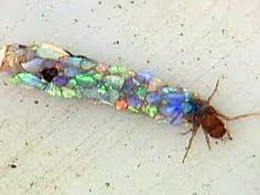 LHolmes_cooley's tweet photo. My students learned all about the Caddisfly from the Friends of The Shenandoah River at Conservation Day 2018 #wemadeourowncases #peoplemakejewelryoutofcasings https://t.co/N2YQbcFSoq #thelarvaestagelasts365days @MTinsman_edu @CESGoPanthers @CCPS_VA @dbiggs9341 https://t.co/nNgoz6f8tU