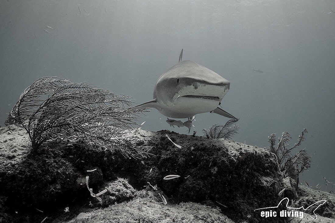 Epic Diving (epicdiving) Twitter