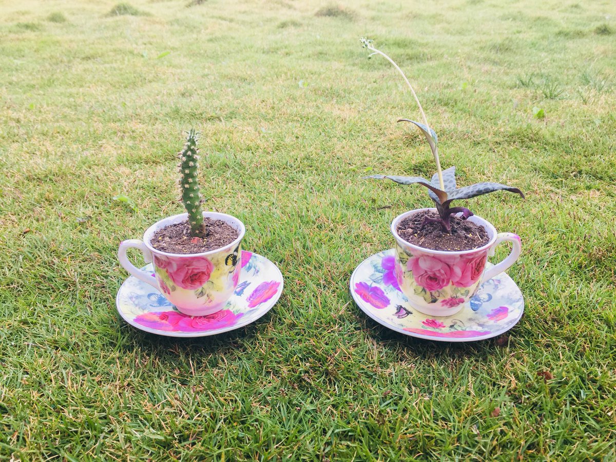 ecogreencuenca's tweet photo. Un café ecológico, tú tambiénpuedes hacerlo ☕️🌱☕️#ecología #ecologo #ecologico #respetonaturaleza #natural #naturaleza #ecosistema #ecosistemas https://t.co/pxwKAd5DXn