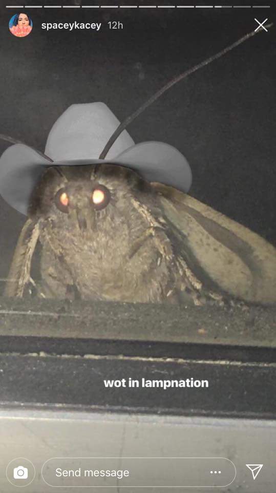 TheChordCast's tweet photo. This is the best #mothmeme. https://t.co/BDZXA5Ljby
