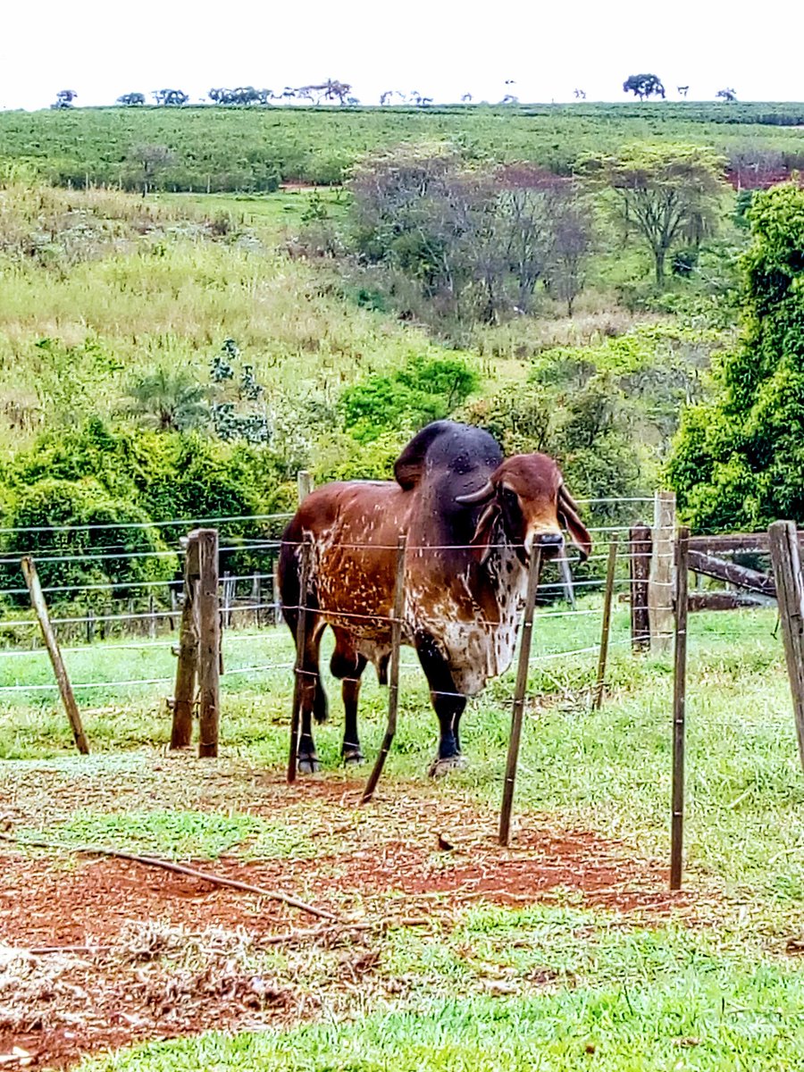 sert4o's tweet photo. ❤️🐂 https://t.co/pio1MZ5kur