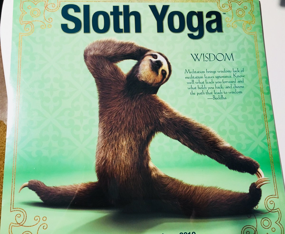 RossanaF's tweet photo. #sloths #yogaposes #yoga #slothtastic @PerkySloth @SlothCon @slothville @AnimalPlanet @wildcorwin Sloth Yoga 🧘‍♀️😍 https://t.co/63CmhNCbhP