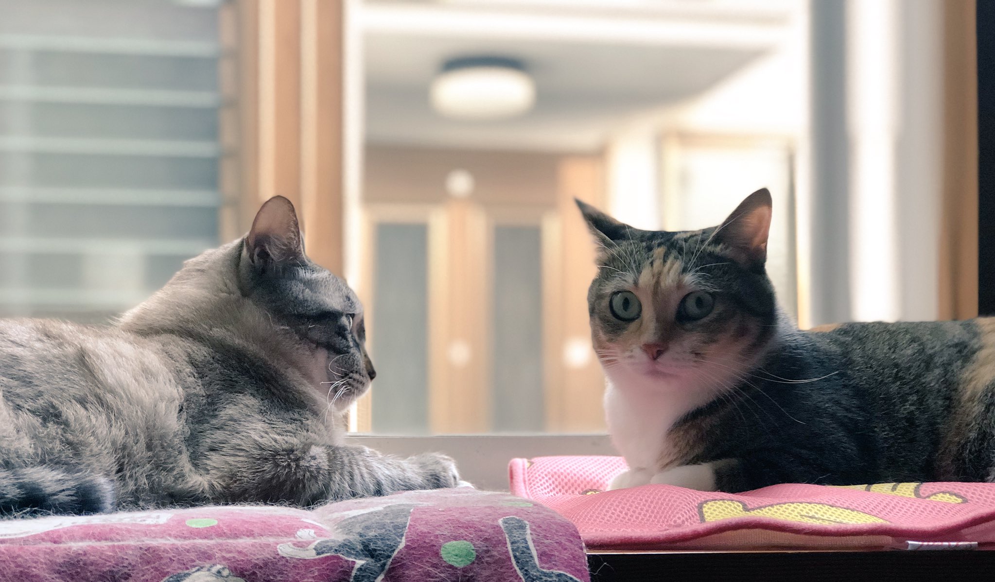 飼い猫です - অনুসন্ধান / X