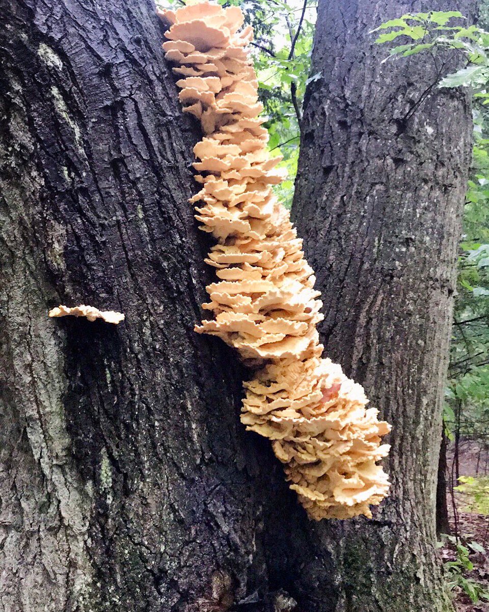 cavell_camp's tweet photo. Magnificent Mushrooms 🍄🌲 https://t.co/IUkmHZk78K https://t.co/v7kwP3Eacg