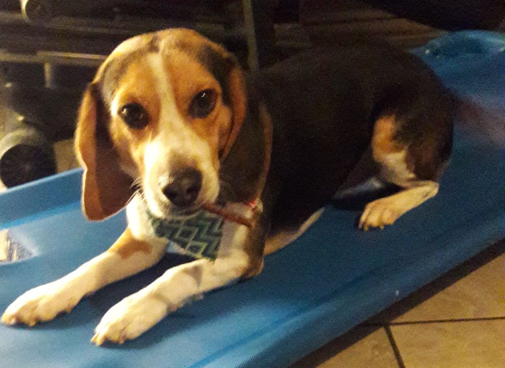 Kizzie_Aries's tweet photo. Anyone looking for a companionship/family dog that's full of energy. Riley is a male that is black, white and tan color. DOB is June 14, 2016. I had him since he was 8 weeks old. Riley is house trained and a AKC certified beagle with all up too date shots with a microchip. https://t.co/t5CIoQdPkC