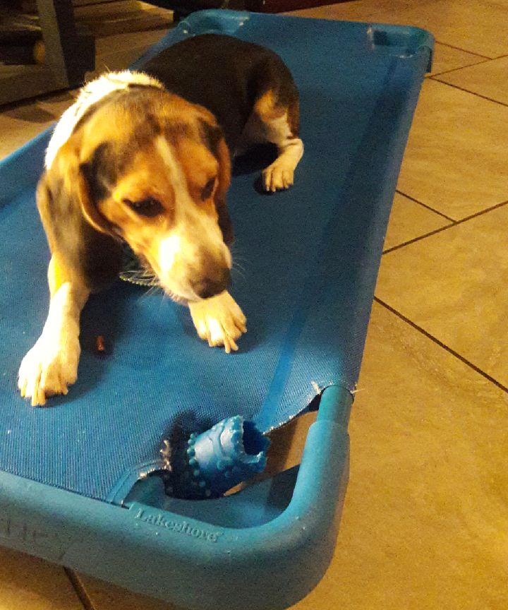 Kizzie_Aries's tweet photo. Anyone looking for a companionship/family dog that's full of energy. Riley is a male that is black, white and tan color. DOB is June 14, 2016. I had him since he was 8 weeks old. Riley is house trained and a AKC certified beagle with all up too date shots with a microchip. https://t.co/t5CIoQdPkC