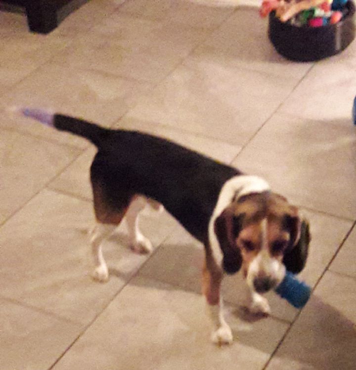 Kizzie_Aries's tweet photo. Anyone looking for a companionship/family dog that's full of energy. Riley is a male that is black, white and tan color. DOB is June 14, 2016. I had him since he was 8 weeks old. Riley is house trained and a AKC certified beagle with all up too date shots with a microchip. https://t.co/t5CIoQdPkC