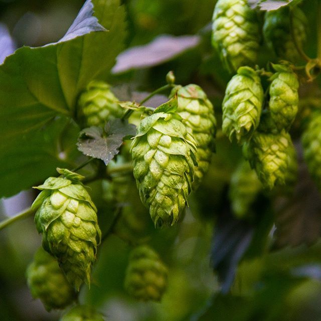 barebottle's tweet photo. We're currently in the middle of selection for next year's hops. Citra seems to be king right now, but what other hops are you enjoying? I've really been digging El Dorado lately.
#hopselection #barebottle #bernalbrewed #hops #hops4days https://t.co/dVJZPdgayO https://t.co/W8bROF6May