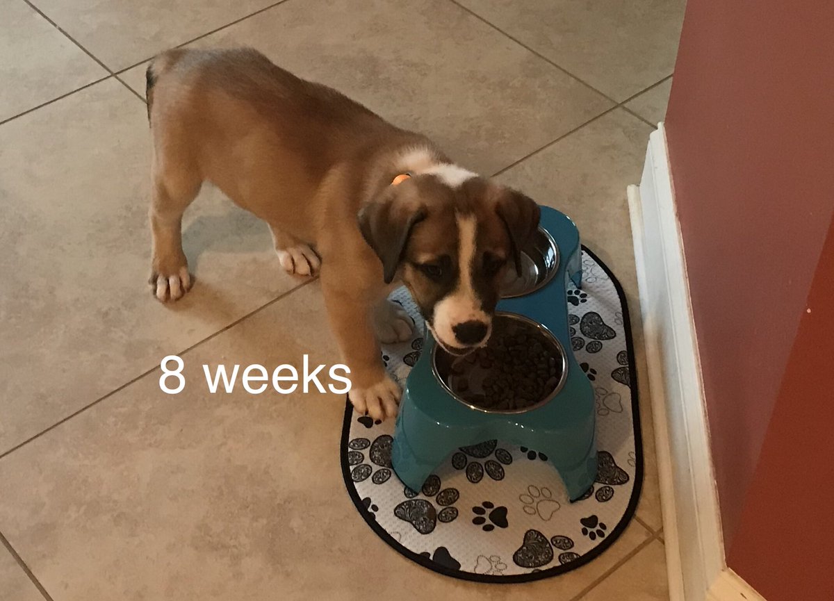 mfiscor1's tweet photo. 17 weeks. 31 lbs. #murphylife 😳 https://t.co/jYgN7E7YmO