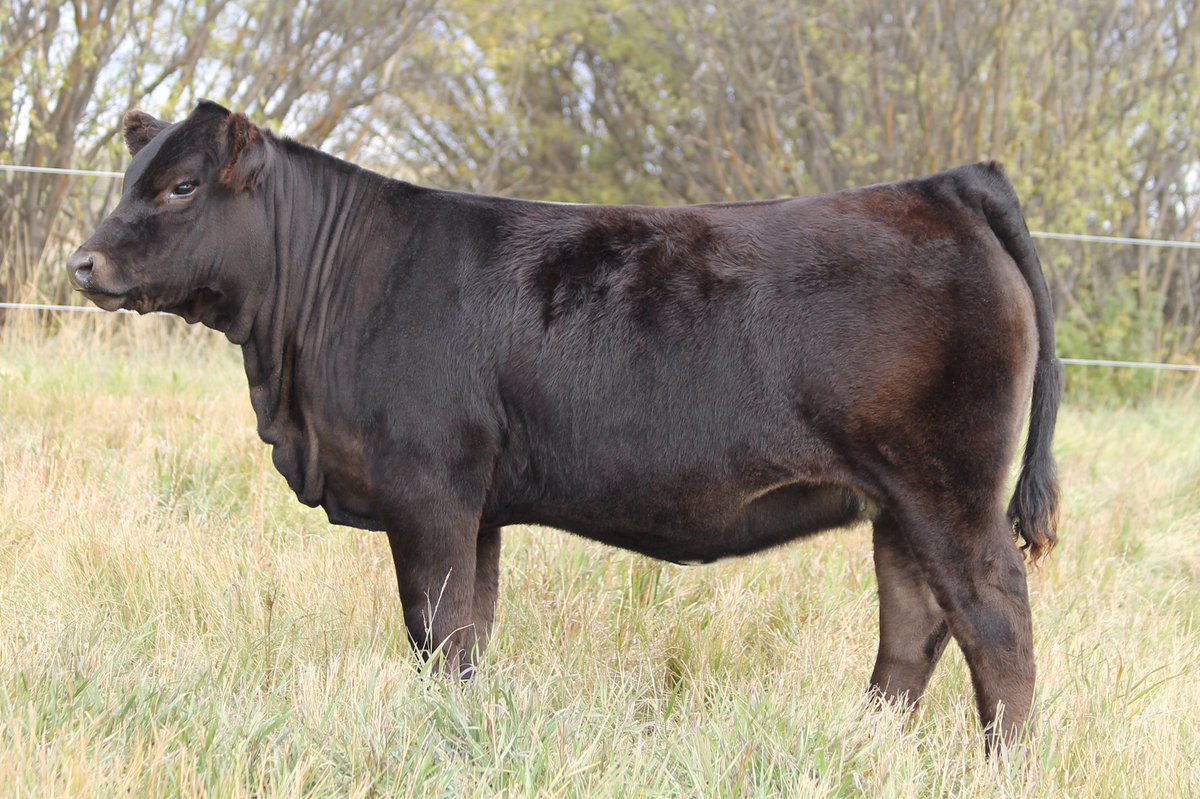 BBarCattle's tweet photo. Selling choice on these homozygous polled flushmate heifer calves in the Solid Gold @Agribition @CDNLimousin Sale Thursday, November 22. @Bohrson 

S: B Bar Austin Healy 4D ET 
D: B Bar Molly 11C 

Owned with Hawkeye Land &amp; Cattle @heleniak https://t.co/pjaplHzxYt