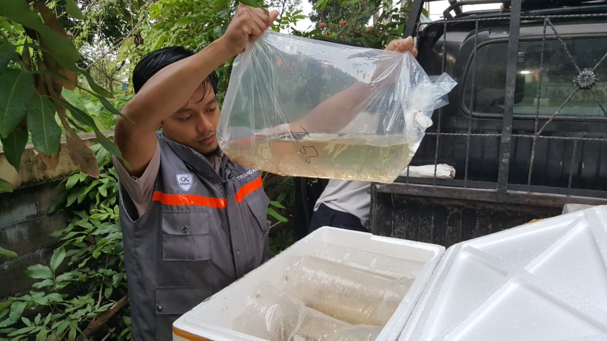 bppmhkp_pnk's tweet photo. 1/10 #OneHealthKIPM Semangat Pagi dalam Cek Ulang Komoditi Ikan Hengli 3750 ekor, Rasbora Brigite 7000 ekor, 3 koli yang akan dilalulintaskan Ke Jakarta @HumasBKIPM @BKIPMJakartaI @rinajanwar2201 @kls_i @KangIwan76 https://t.co/QZQA4PR9rz
