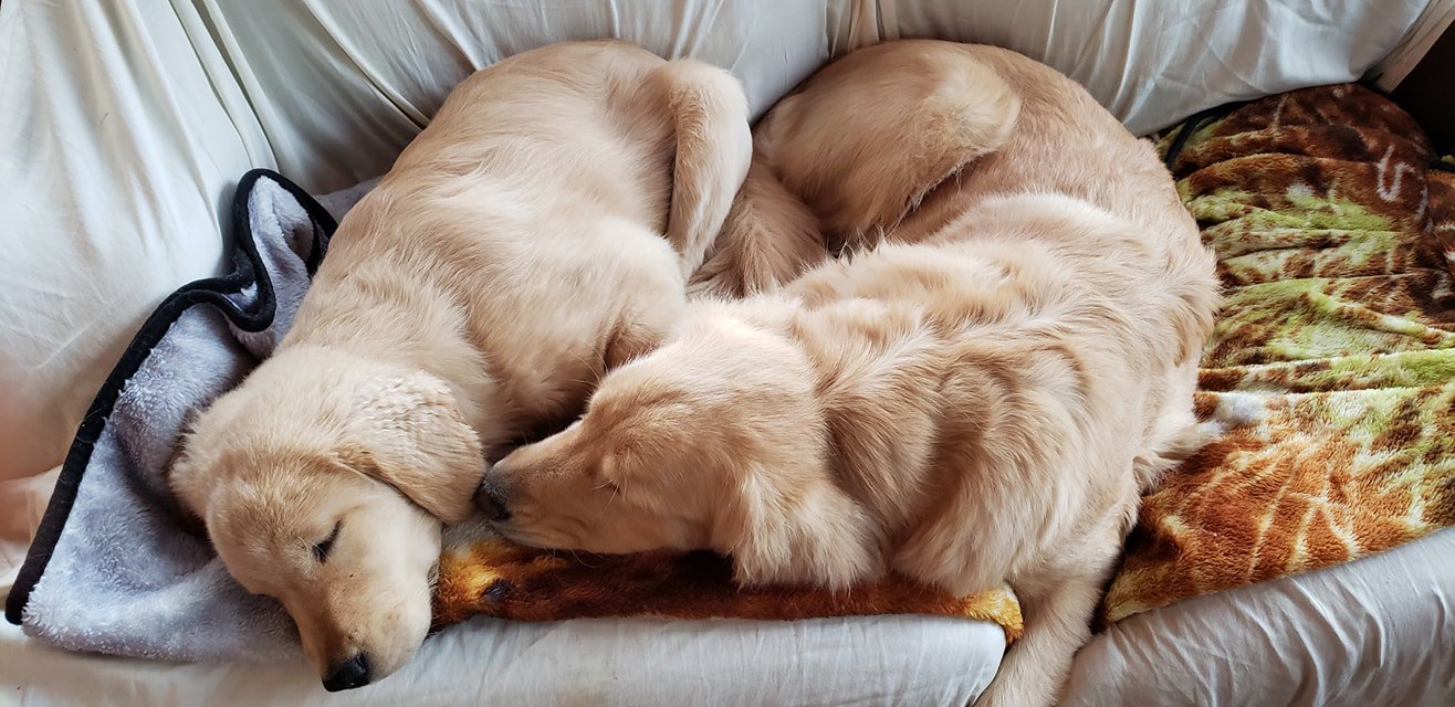 Golden Glory Pups Glorypups Twitter