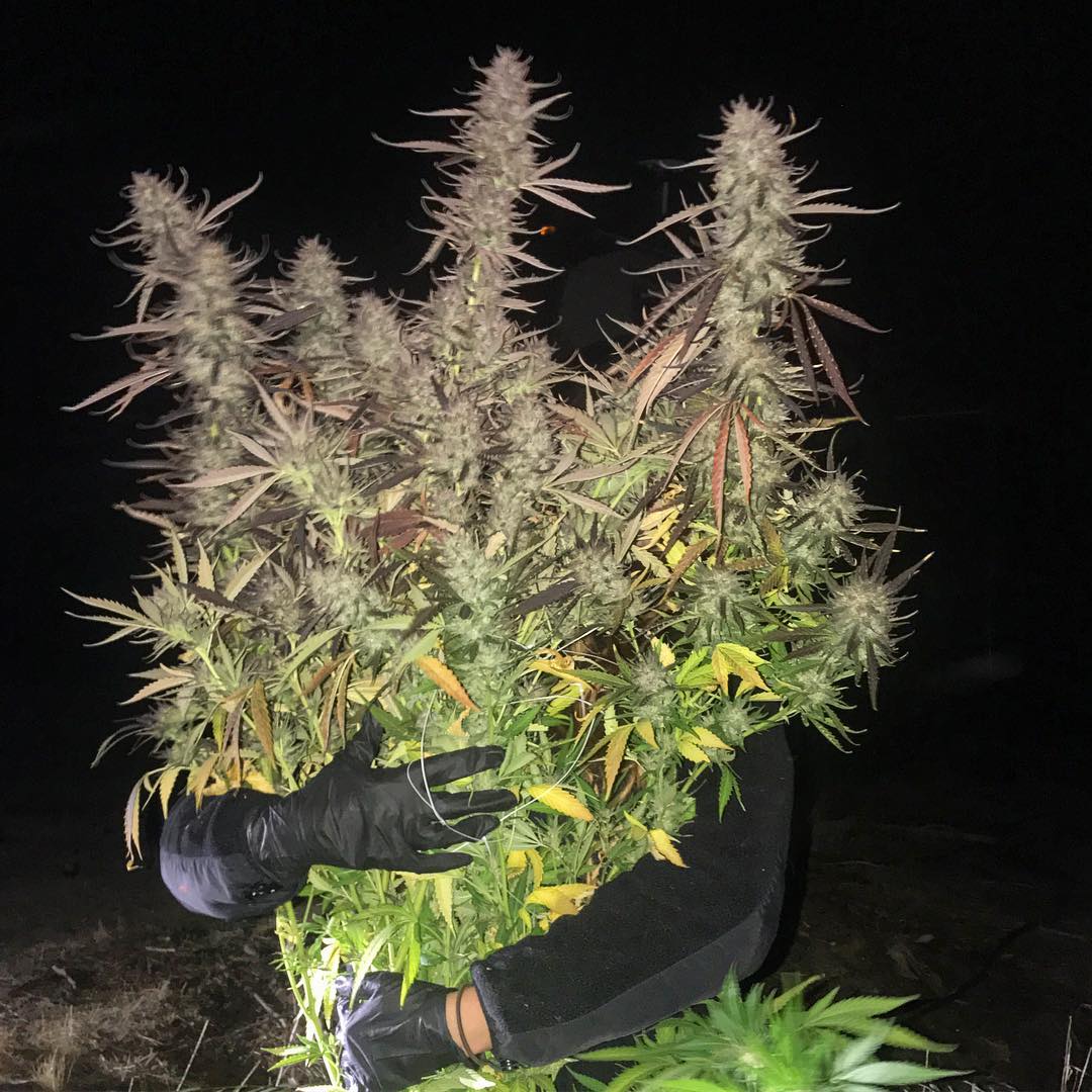 High Times tweet media