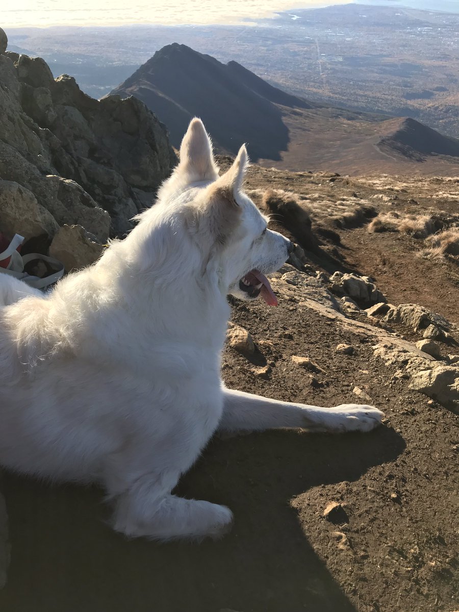 tripawdsnowball's tweet photo. Big accomplishment today! Hiked #Wolverine peak in the #Chugiak range. Did the first 3-4 miles #threelegged and the last 4-5 with my #leg on! 😊 took a leg break at the top and my leg only popped off twice total. It’s a #good day to be an #amputee #firstsummit in years https://t.co/TEpKOIKlyC