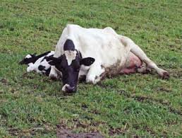 uggovagent's tweet photo. Acetonaemia (Ketosis) is a metabolic disorder that occurs in cattle when energy demands (e.g. high milk production) exceed energy intake and result in a negative energy balance. Ketotic cows often have low blood glucose (blood sugar) concentrations. #JaguzaLivestockApp https://t.co/T6N8csYnxP