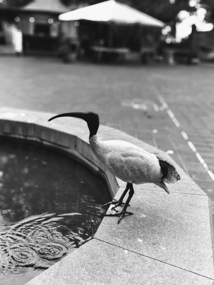 A black and white photo of a bin chicken.