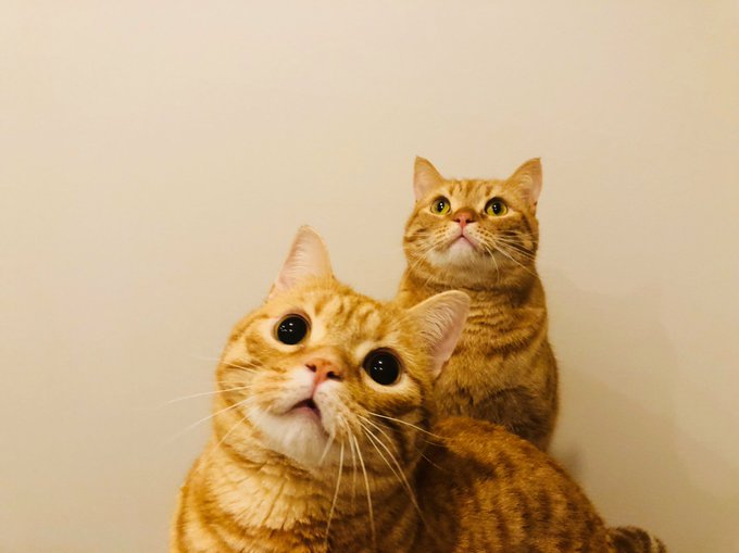 花江夏樹 猫 Homu Interia 花江夏樹 猫 Homu Interia