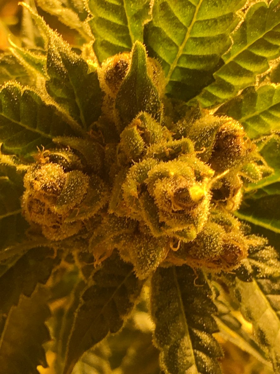 cbdathca's tweet photo. #btcthcusa #weed #thc #cryptoweed #extacts #shatter #co2 #oil #rso #rsooil #wax #vape #vapeweed #vapethc #liverosin #buythc #thcoil #thcoilcartridge #distillate #purethc #clearthc #clearthcdistillate #vapecartridge  #buyvapecarts #marijuana  #cannabis https://t.co/5bpIOl7tLu