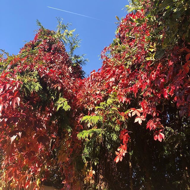 thedollydiary's tweet photo. All The Autumnal Feels 🍁 ⠀⠀⠀⠀⠀⠀⠀⠀⠀ ⠀⠀⠀⠀⠀⠀⠀⠀⠀ ⠀⠀⠀⠀⠀⠀⠀⠀⠀ ⠀⠀⠀⠀⠀⠀⠀⠀⠀⠀⠀⠀⠀⠀⠀⠀⠀⠀ #october #autumnalfeels #autumnleaves https://t.co/Va16ZL9qf9 https://t.co/GhkC1IrnA3