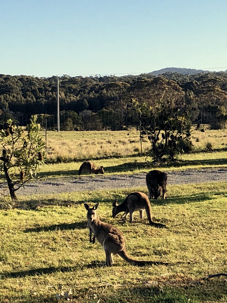 Sander_Lab's tweet photo. After another day in #Canberra we finally arrived in #Kioloa @ourANU Coastal Campus to kick off our @IRTG2290 grad school retreat. Beautiful setting to talk #science #malaria #immunology https://t.co/tKWnivmDMh