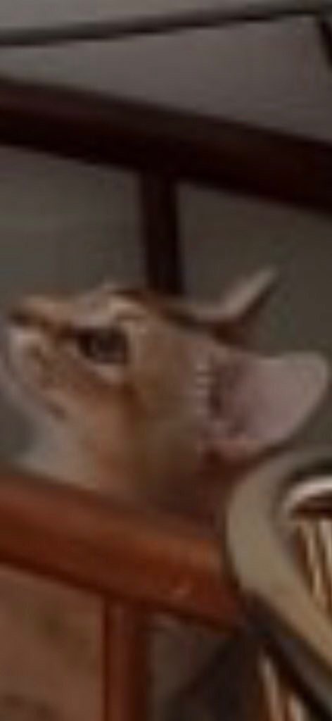 I want to climb up too:c