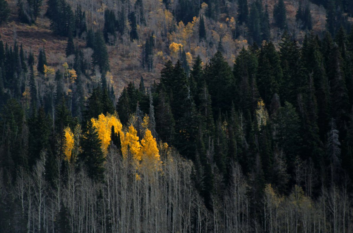 bright grove of yellow aspen trees amid dark pine forest