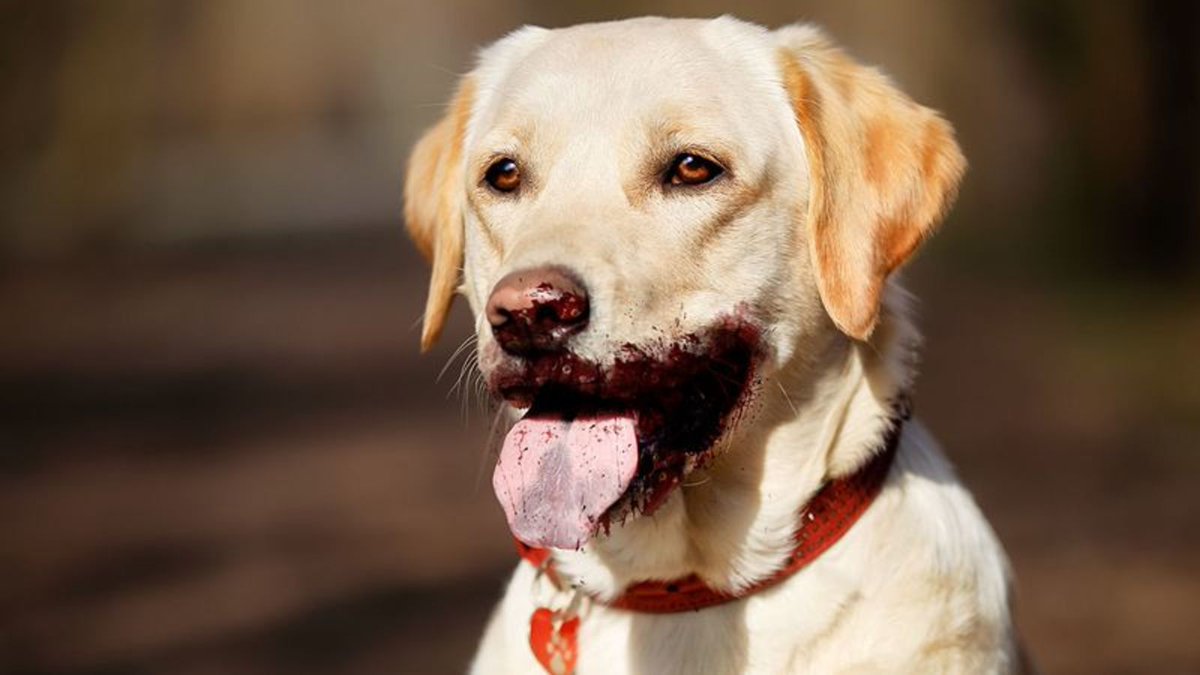 ClickHole's tweet photo. Man’s Best Friend: This Amazing Dog Detected A Tumor In His Owner’s Pancreas And Immediately Ripped It Out https://t.co/vb9UDvIl4K https://t.co/CcWOTklIKo
