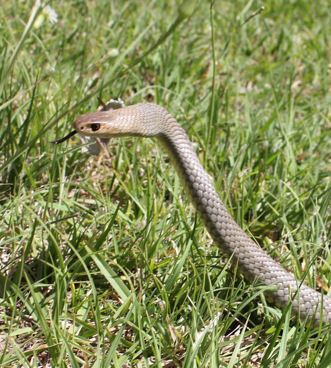 SnakeOutBris's tweet photo. Lots of calls today after the storms and another gorgeous eastern brownsnake!! This fella was cruising around a retirement home, also getting some #SpringLovin from female who disappeared into a neighboring property before we arrived :) #Brisbane #brownsnake #snakes #SnakeSeason https://t.co/JxV6lIYewb