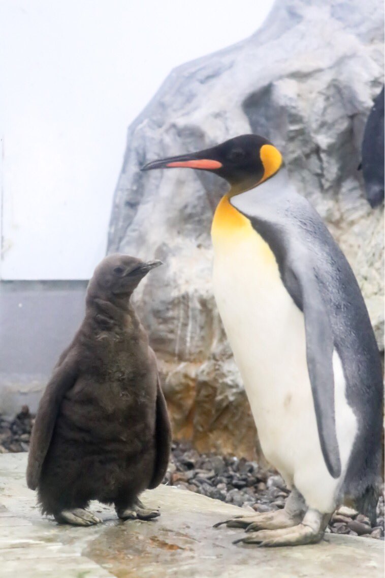 ７月３０日に孵化したキングペンギンのヒナ。
順調に成長しています。
[by sakurai]
#LiveZooInAsahiyama #北海道 #旭山動物園 #動物園 #zoophotography #Zoo #animal #cute #写真 #キングペンギン #Kingpenguins  #Penguin #ペンギン