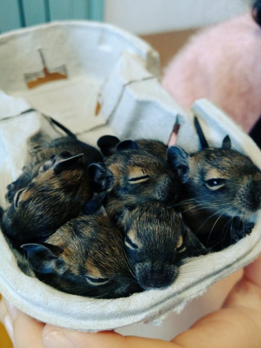 Twitterのコスプレ画像48