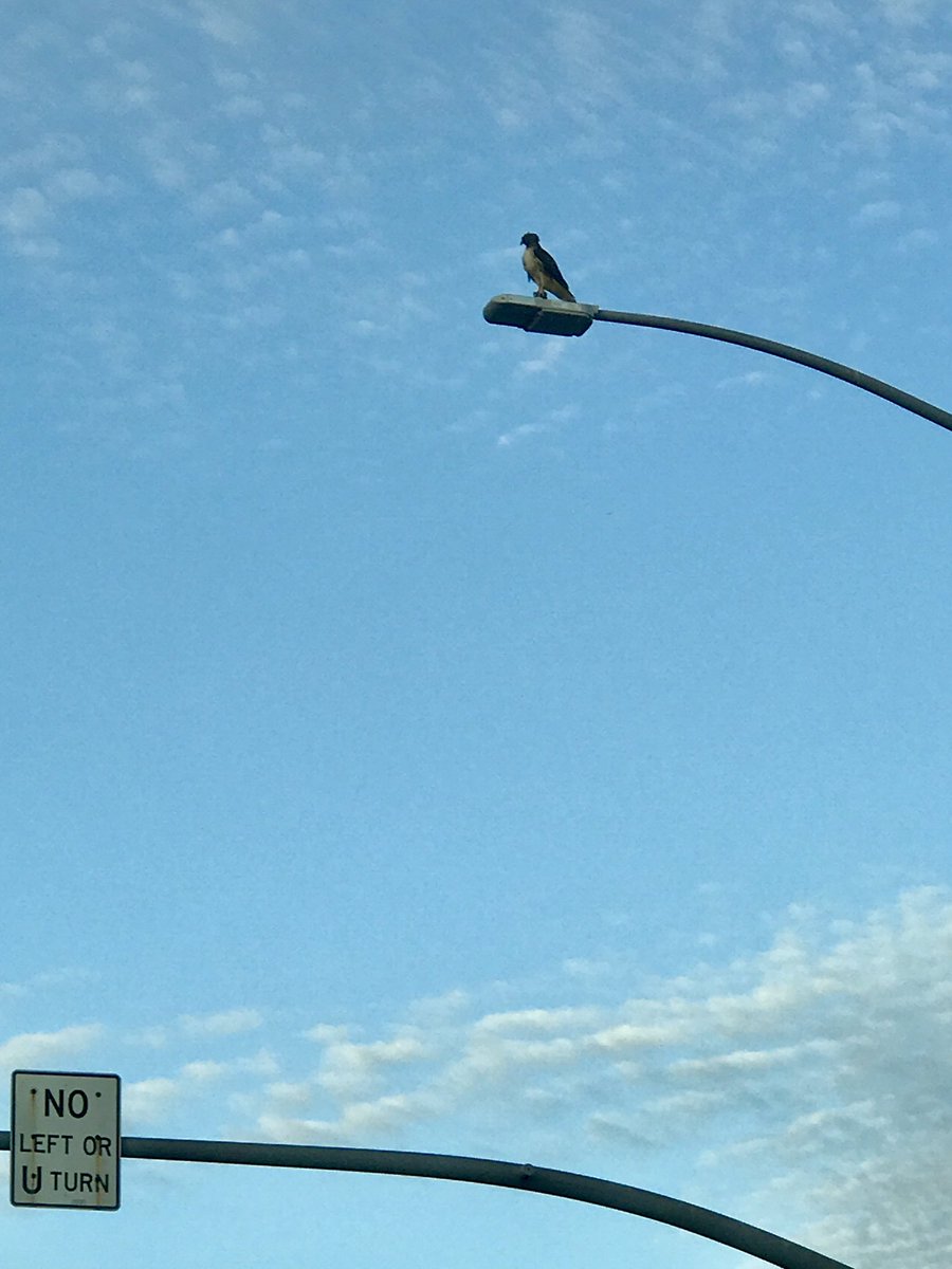 Hi everybody👋😊!! Saw this guy hanging out while I was at a stoplight today. Enjoy the drive!#safarilive #localwildlife